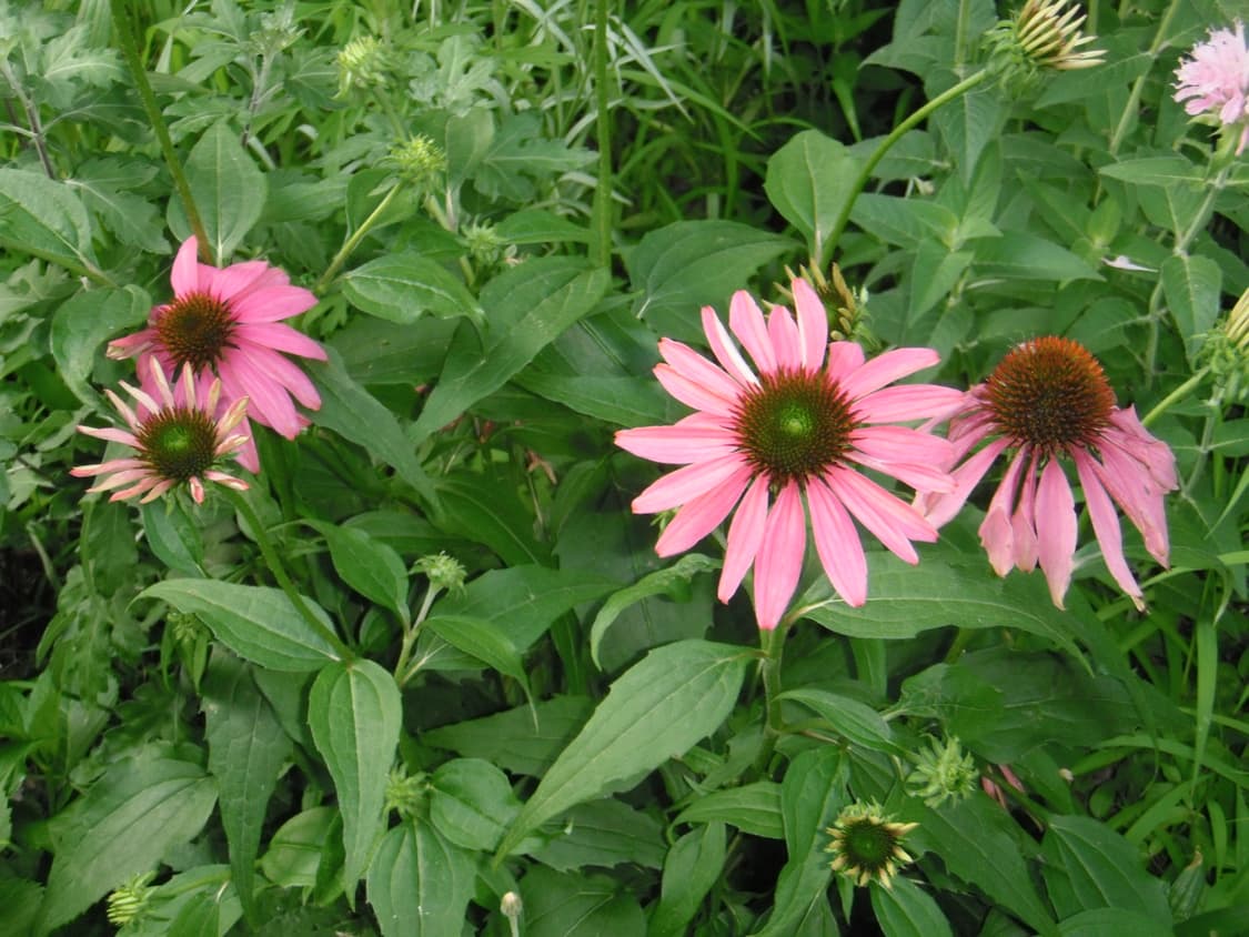 한국어 지원) OLYMPUS STYLUS-550WP-블루 상품이미지7