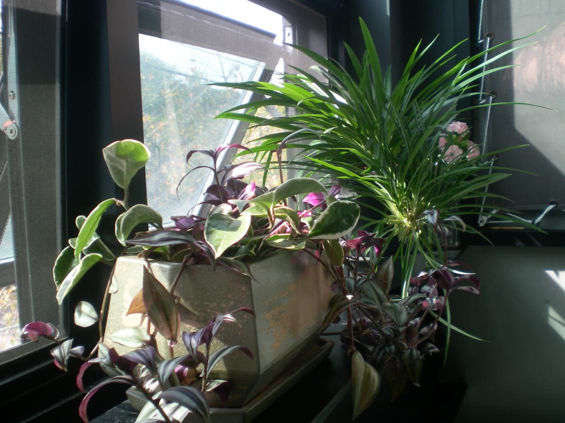 Sanyo Xacti DSC-S7 디카 상품이미지4