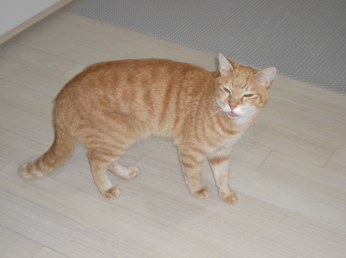 후지필름 파인픽스 JV250 빈티지디카 디지털카메라 상품이미지6