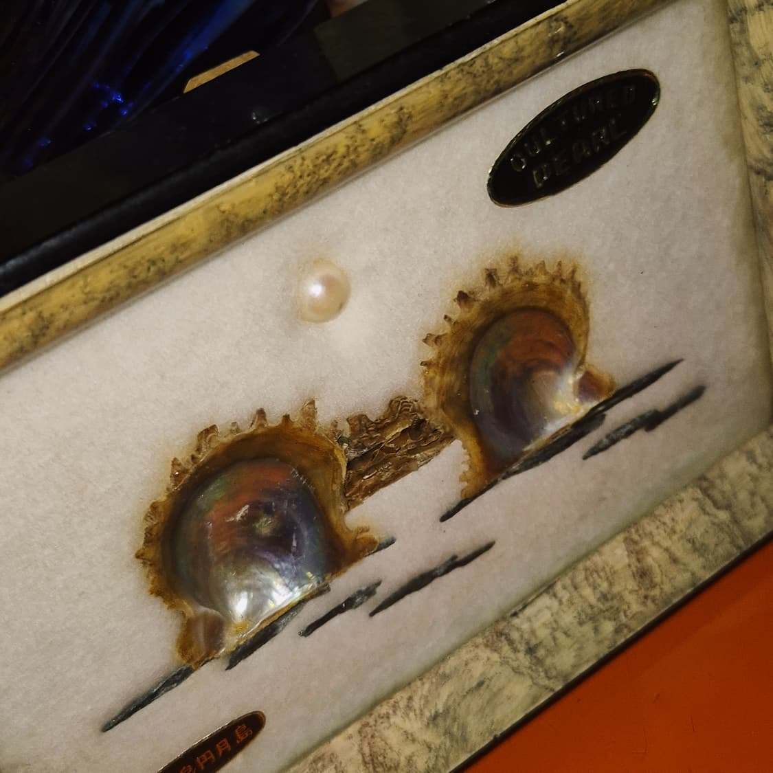 50s 이세시마 엔틱 진주 표본 조개 액자 상품이미지6