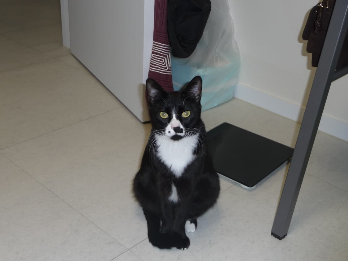 가격 내림 X) 루믹스 파나소닉 DMC-TZ5 상품이미지7