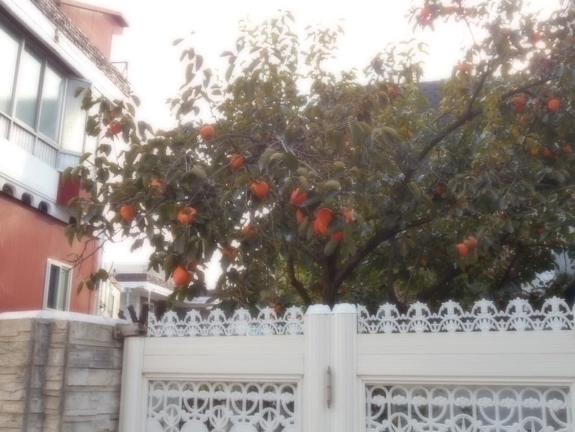 디지털 카메라 니콘 쿨픽스 s2900 상품이미지9