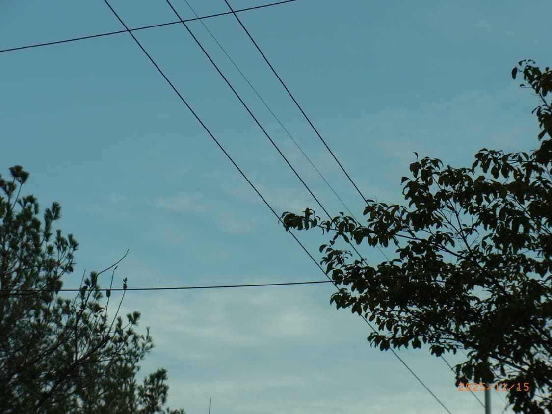 리코ricoh cx5 빈티지카메라 작례O 상품이미지7