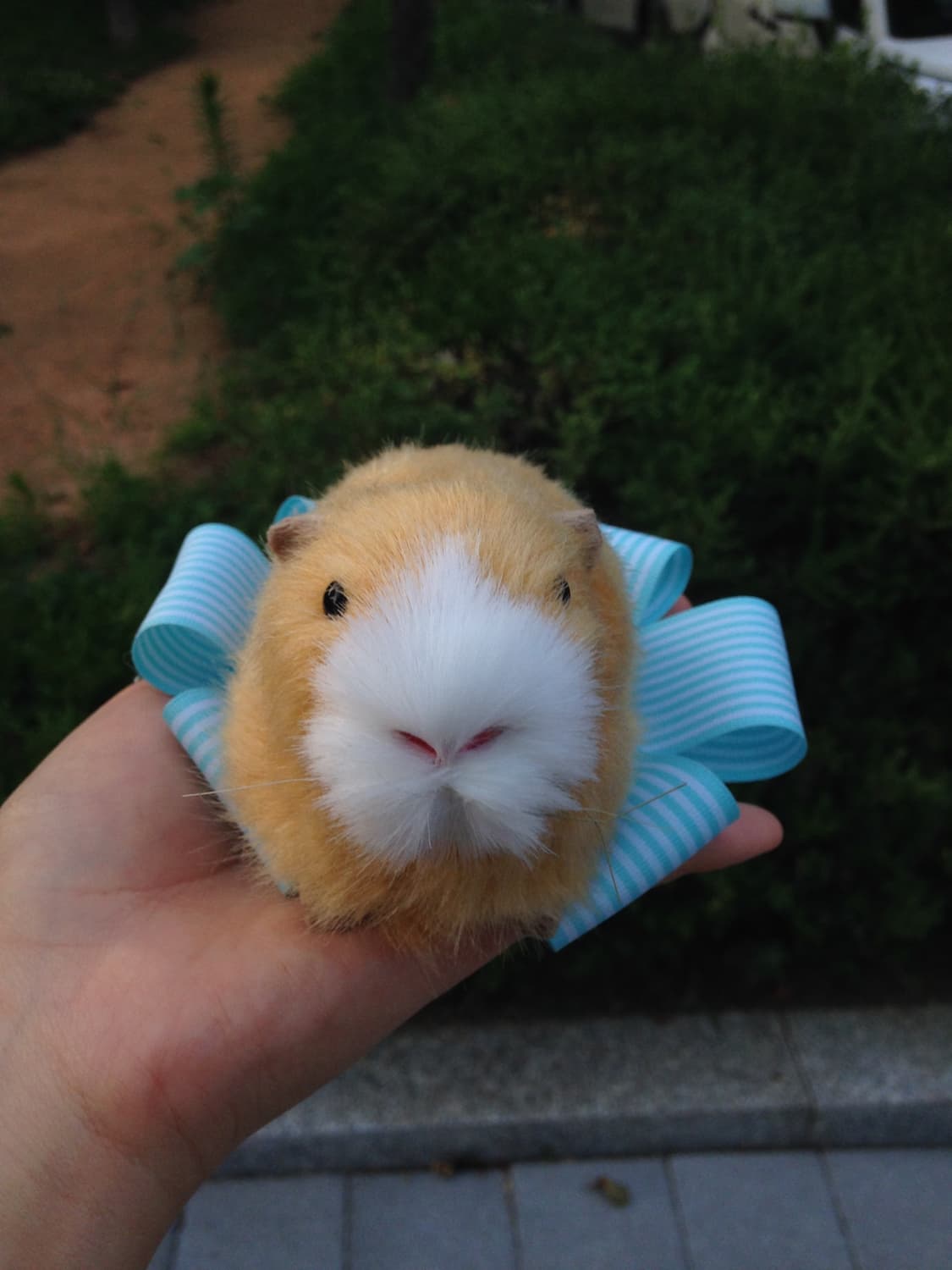 기니피그 모형 🌷 상품이미지8