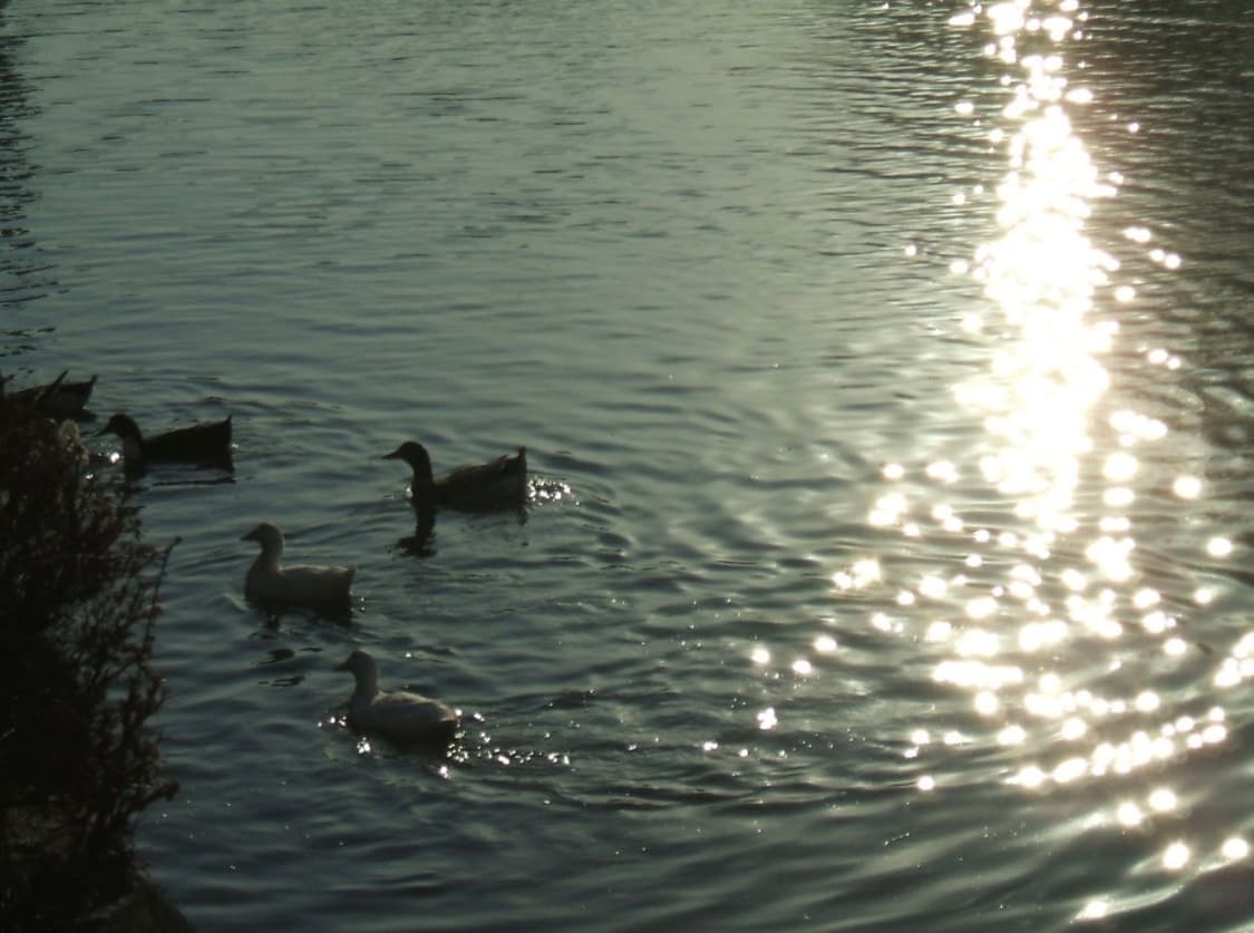 건전지디카) 후지필름 파인픽스 a500 (작례O) 상품이미지5