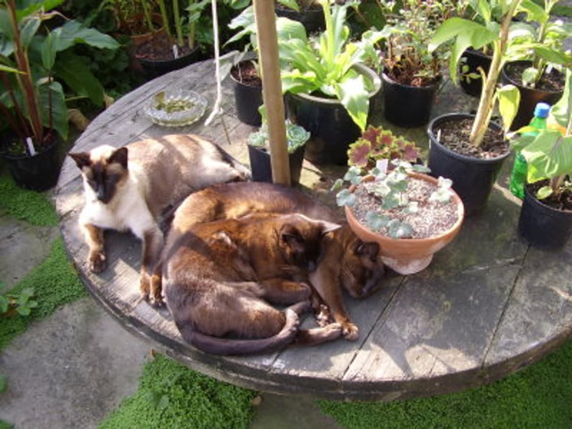 Samsung kenox D4 삼성 케녹스 D4 디카 상품이미지9