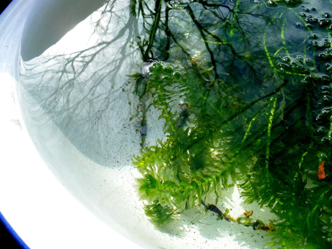 (한국어 지원) 펜탁스 Optio M50 디카 디지털카메라  상품이미지8