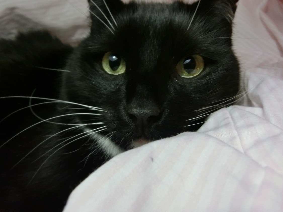 [고성능&뽀용!] 카시오 EXILIM EX-ZR300 디지털카메라 상품이미지8