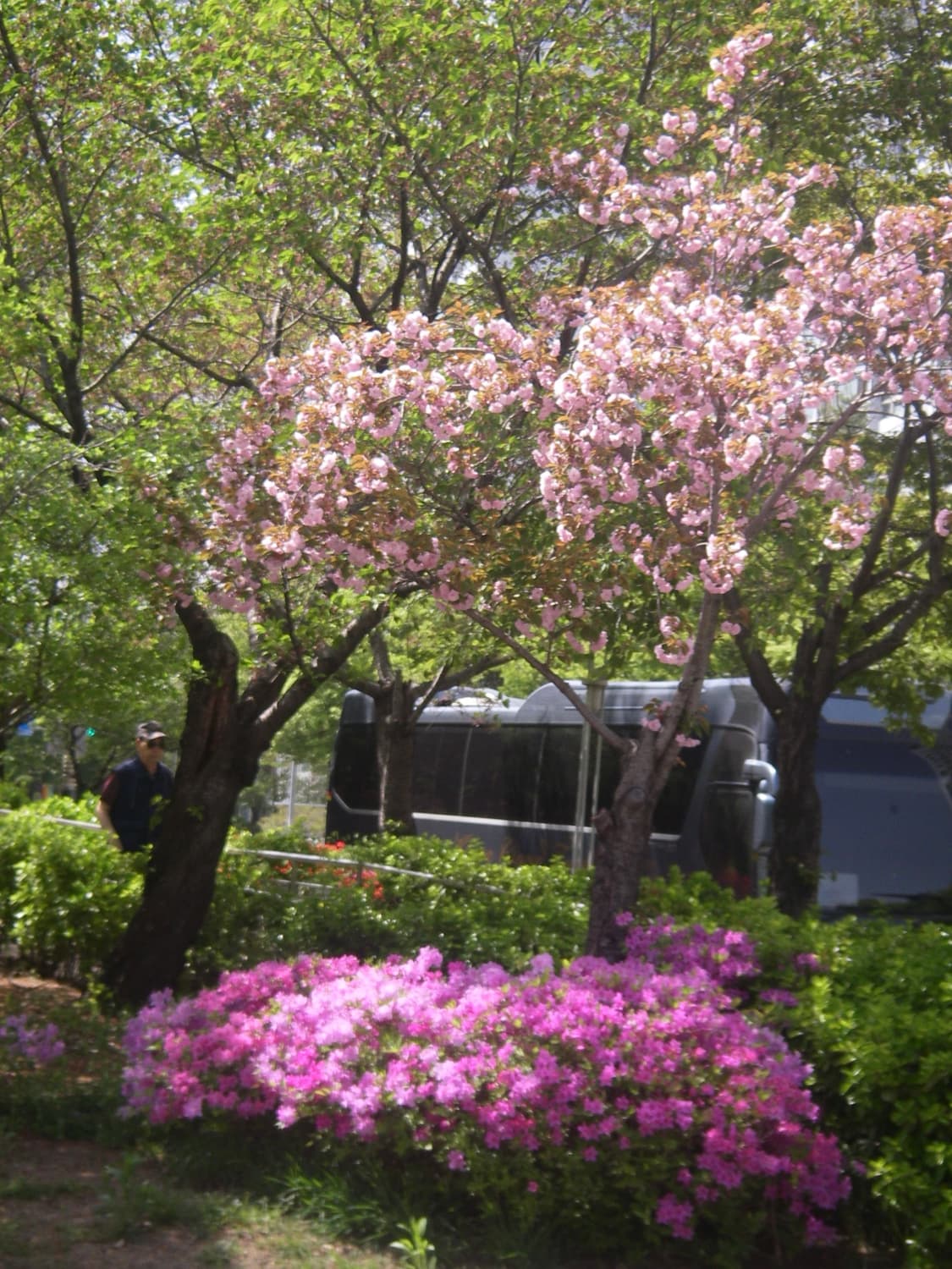 희귀매물🩷 Pentax Optio WP 핑크색 상품이미지9