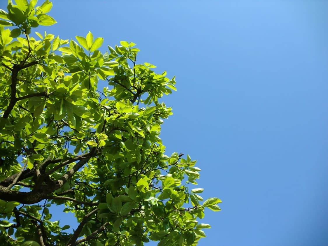 (뷰티모드💗) 카시오 엑슬림 EX-Z330 디카 디지털카메라 상품이미지9