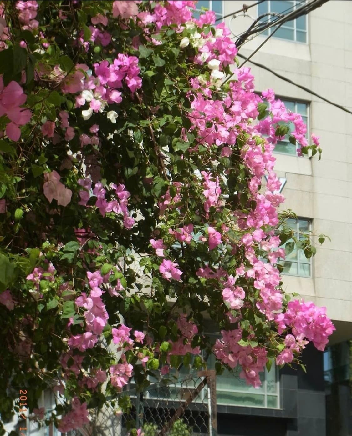 ✨️리코 CX4 메탈 실버 🩶 상품이미지8