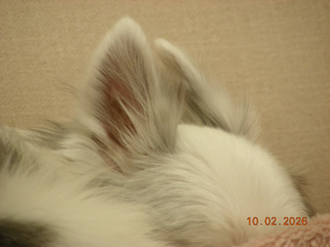 빈티지디카 니콘 쿨픽스 s10 vr 판매합니다 (작례o) 상품이미지8