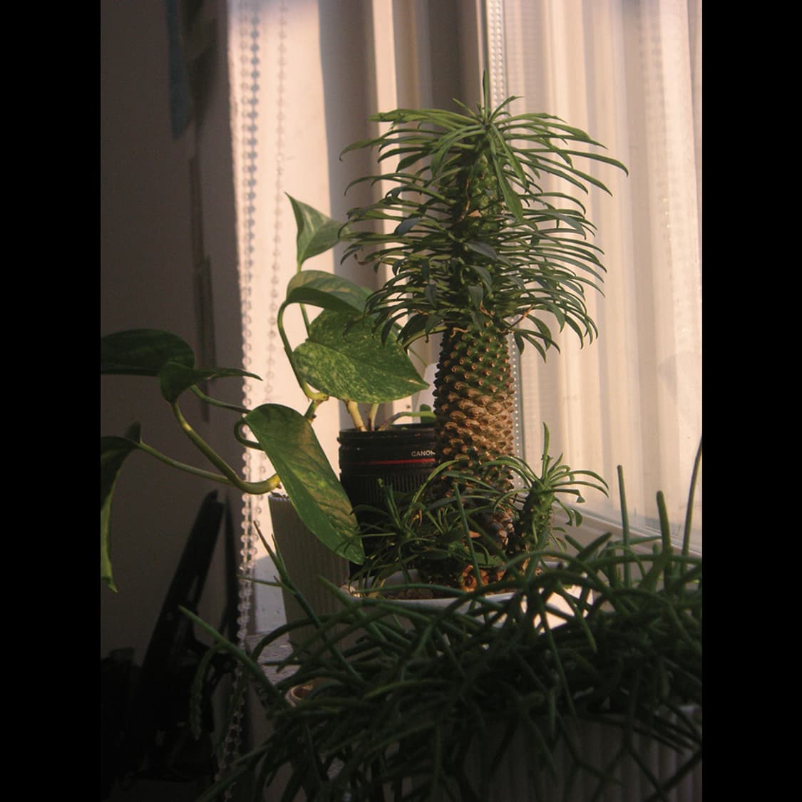 작례⭕️ 미놀타 디미지  디마지 X50 X-50 상품이미지8