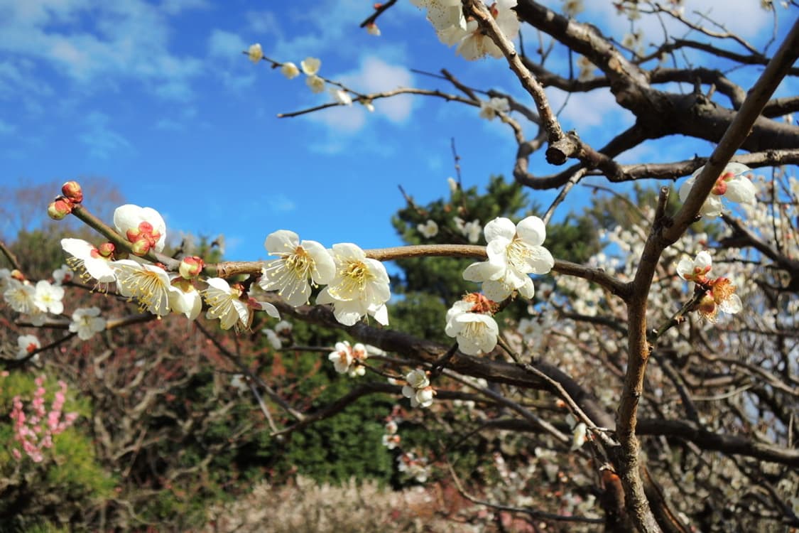 니콘 쿨픽스 Nikon COOLPIX P310 블랙 상품이미지2