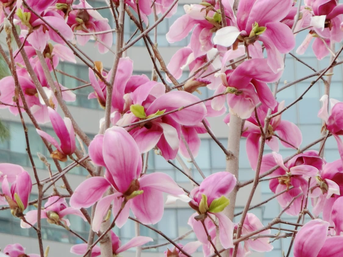 (작례 O) 카시오 엑슬림 ex-zr60 아이보리 상품이미지7