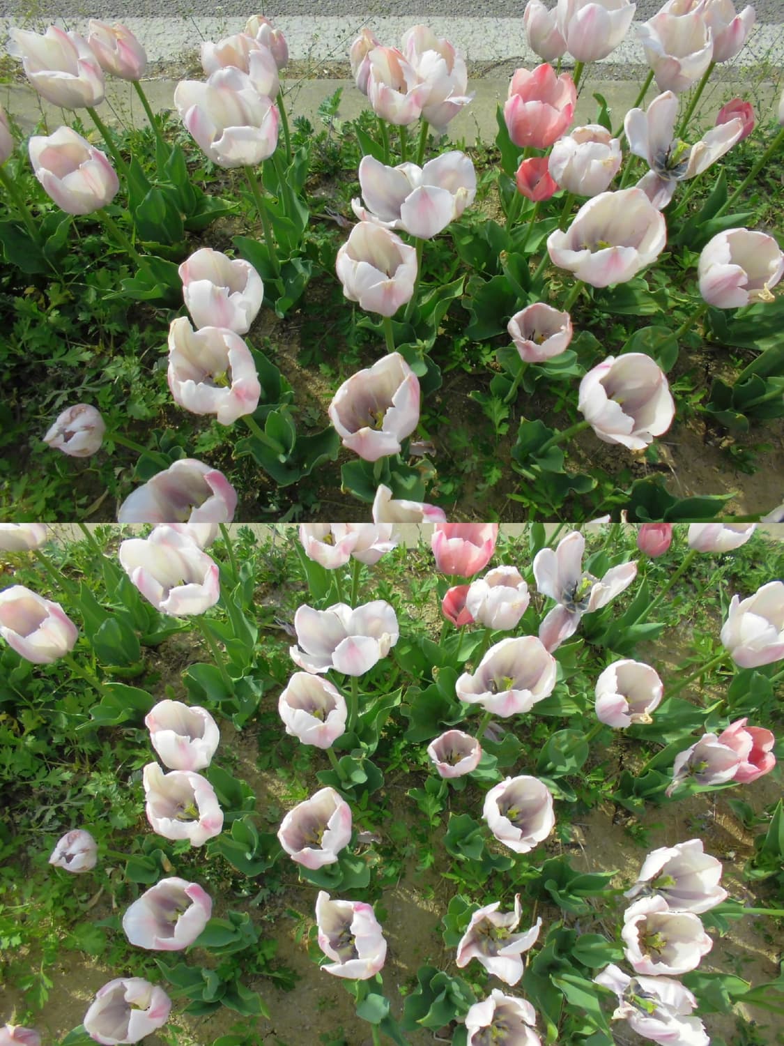 희귀✨️카시오 엑슬림 EX-770 상품이미지6