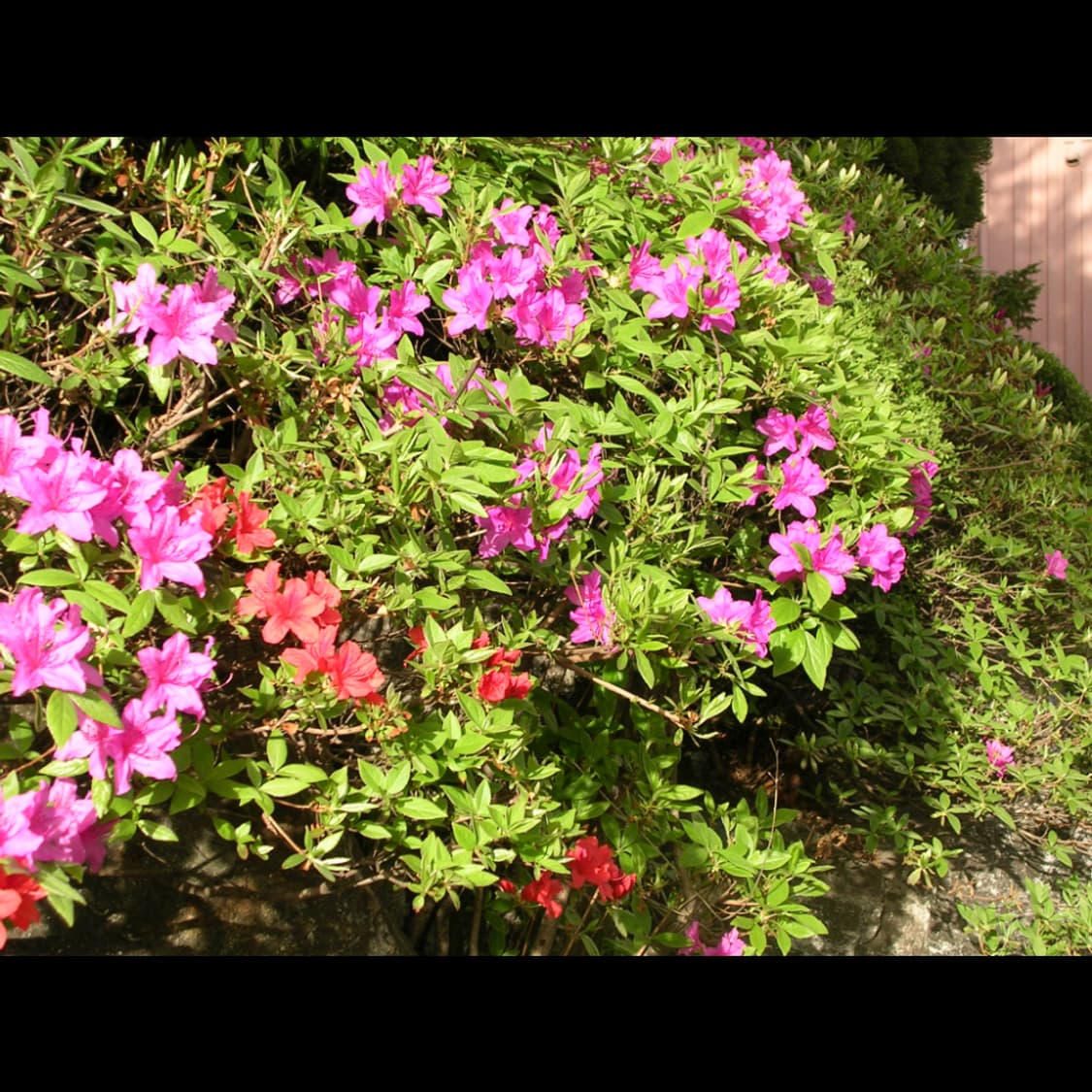 작례⭕️ 니콘 쿨픽스 3200 상품이미지2