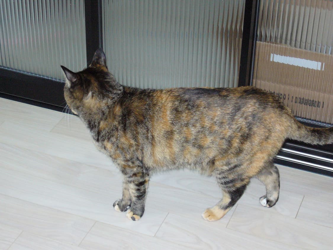 파나소닉 루믹스 dmc-ls1 디지털카메라 빈티지디카 상품이미지9