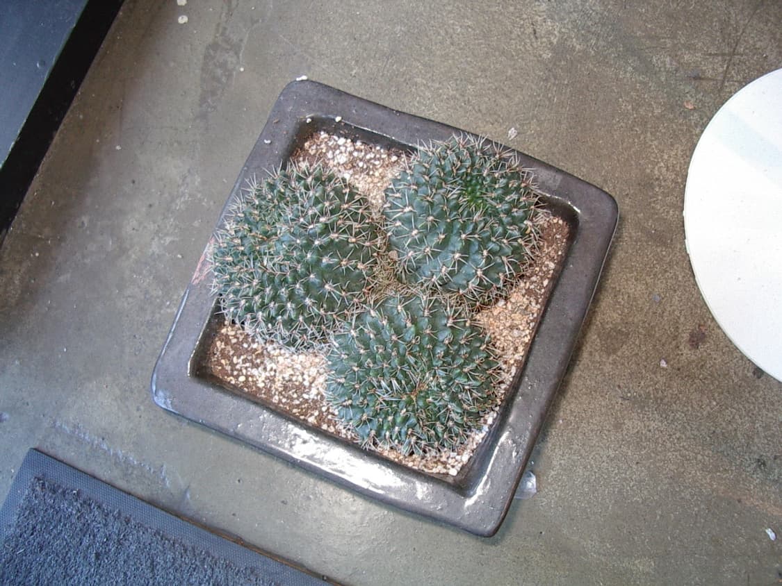 레어템/셀카가능)펜탁스 옵티오 330gs 빈티지디카 상품이미지10