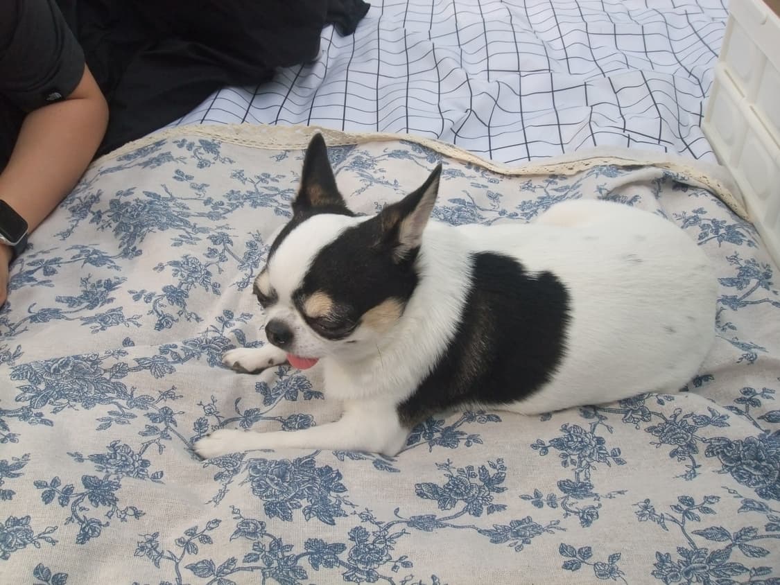 (작례o) 빈티지카메라 Fujiflim Finepix AX300 후지필름 상품이미지6