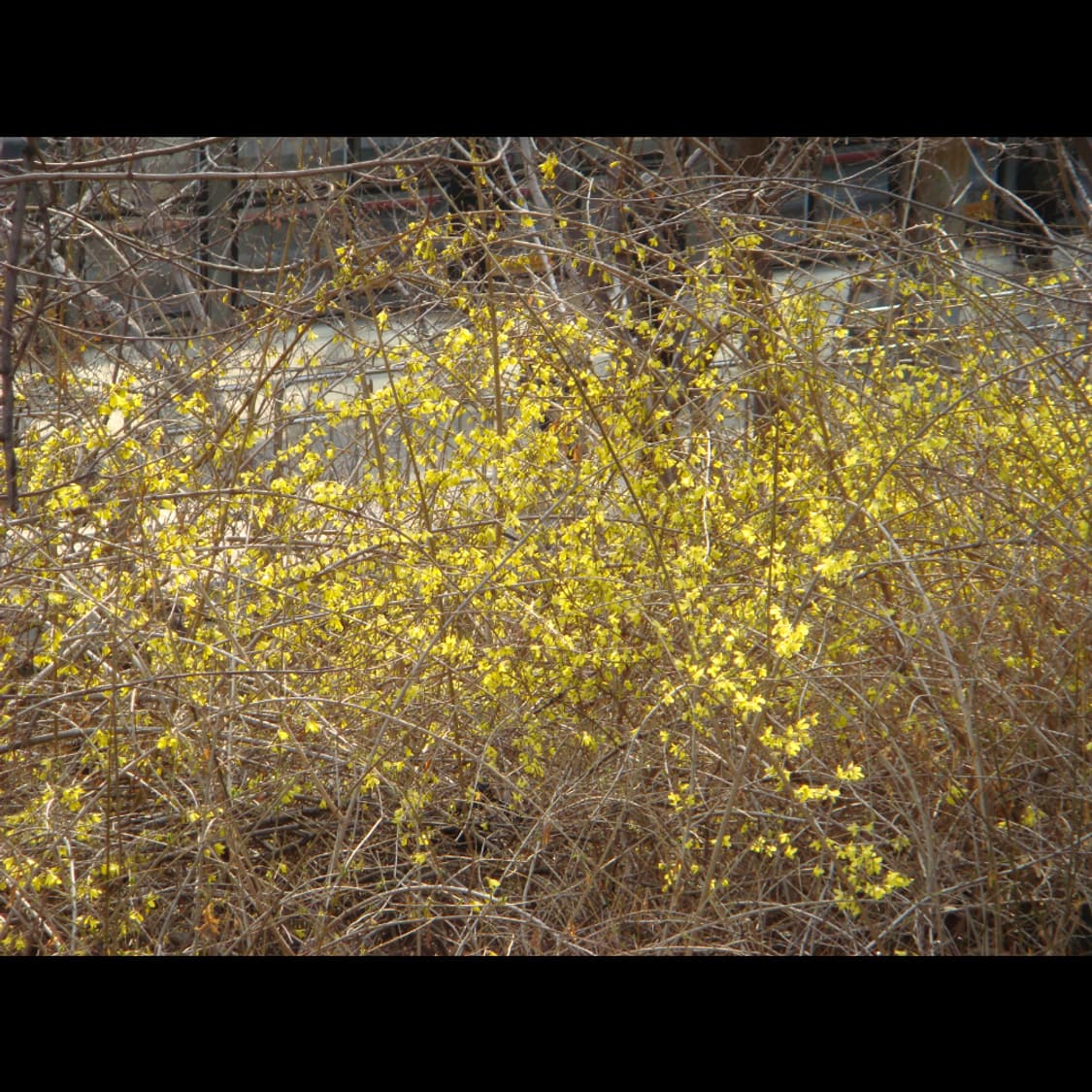 작례⭕️ 소니 사이버샷 DSC-T100 상품이미지9