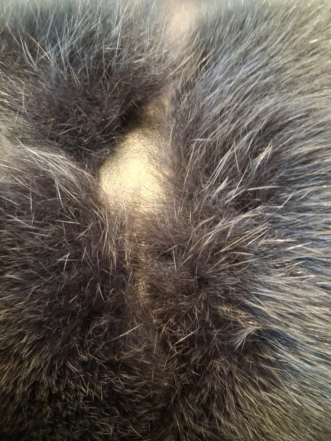 리얼 폭스퍼 폼폼이 자켓(새상품) 상품이미지5