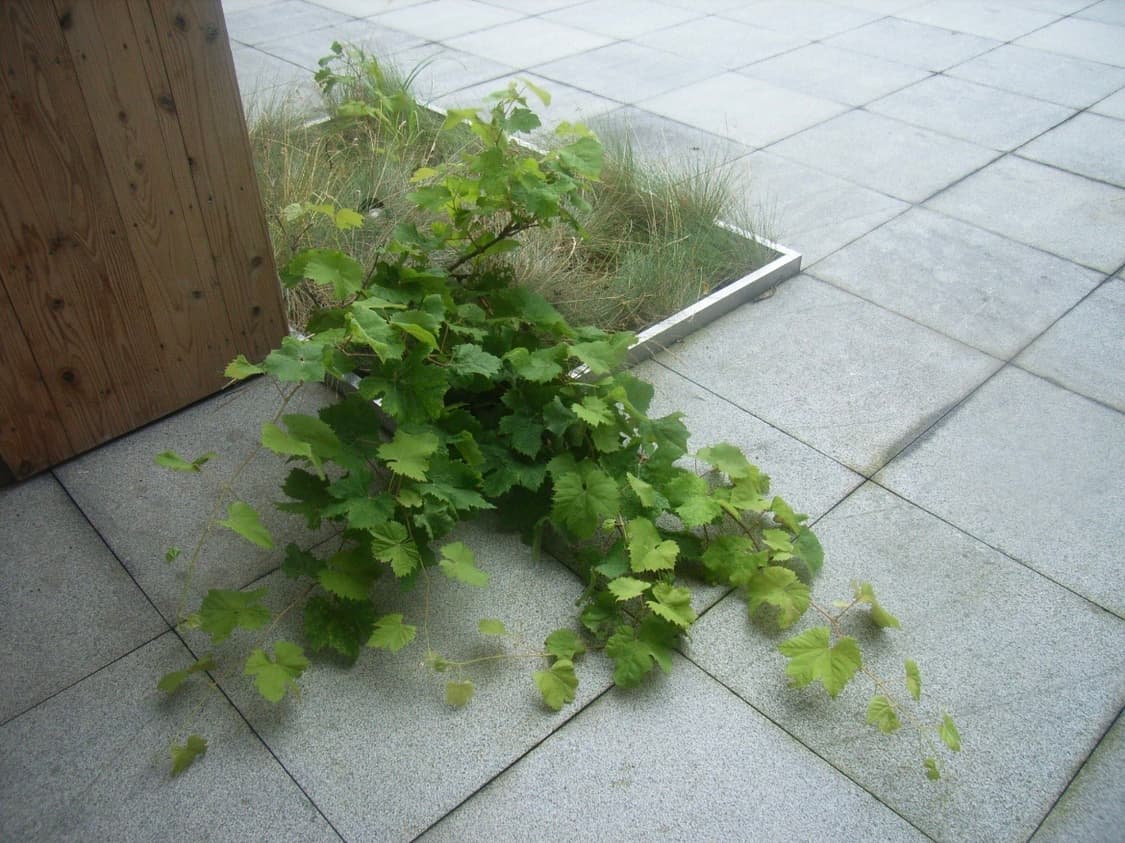 [작례/바로 사용] 리코 카프리오 RX 디카 상품이미지8