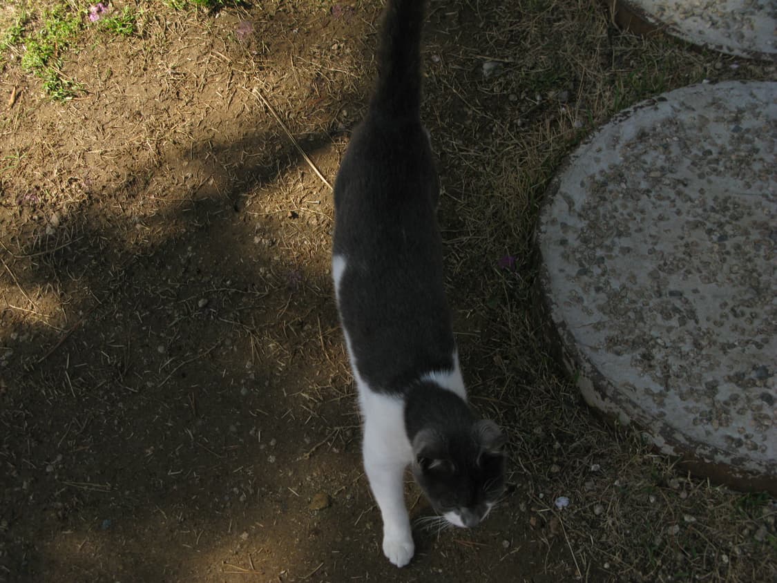 카시오 엑슬림 z800 실버(작례O) 상품이미지5