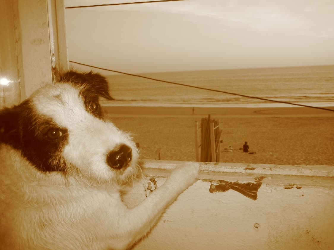 (한국어 지원) 캐논 IXY50 (IXUS40) 빈티지디카 디지털카메라 상품이미지10