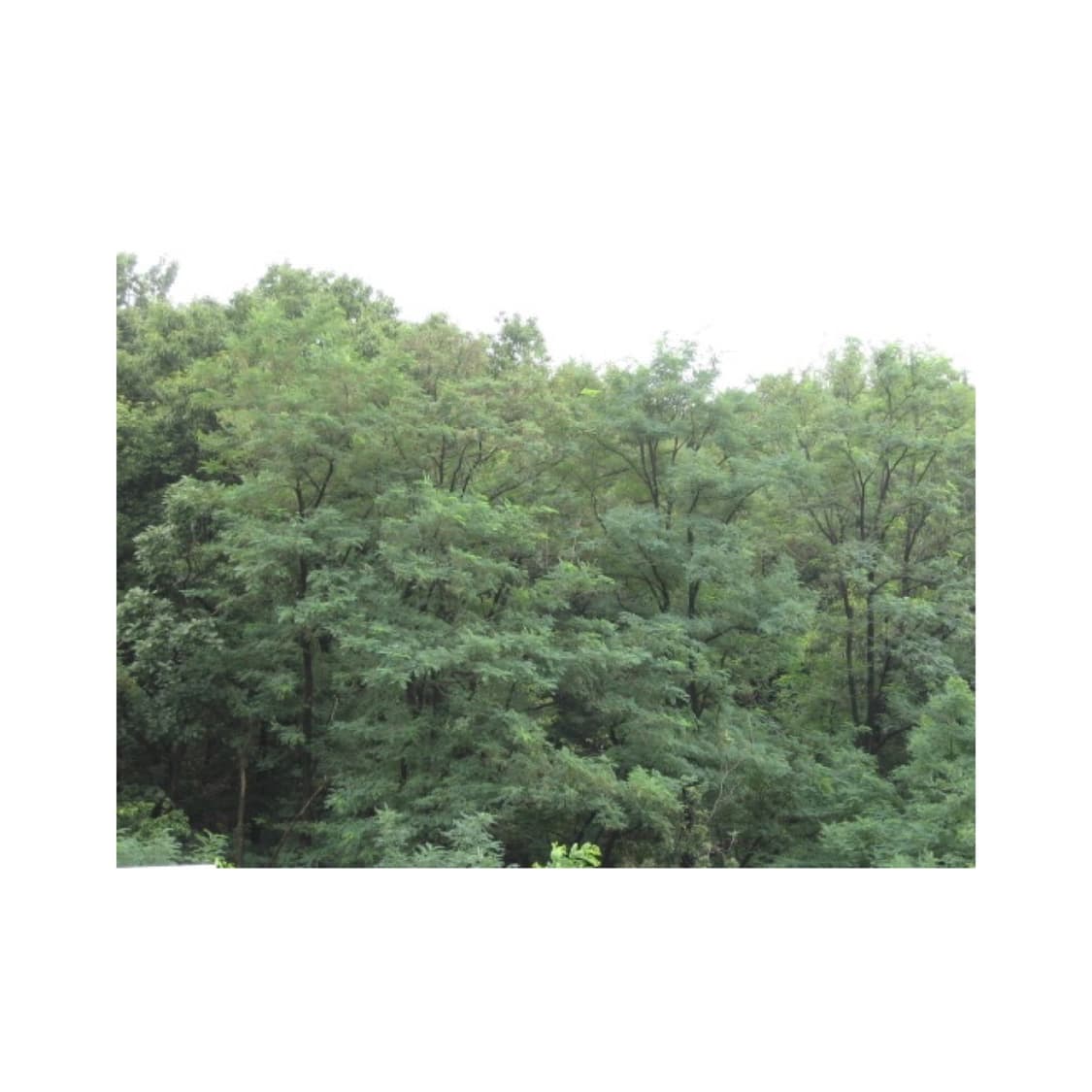 캐논 파워샷a530 디지털카메라 빈티지디카 상품이미지8