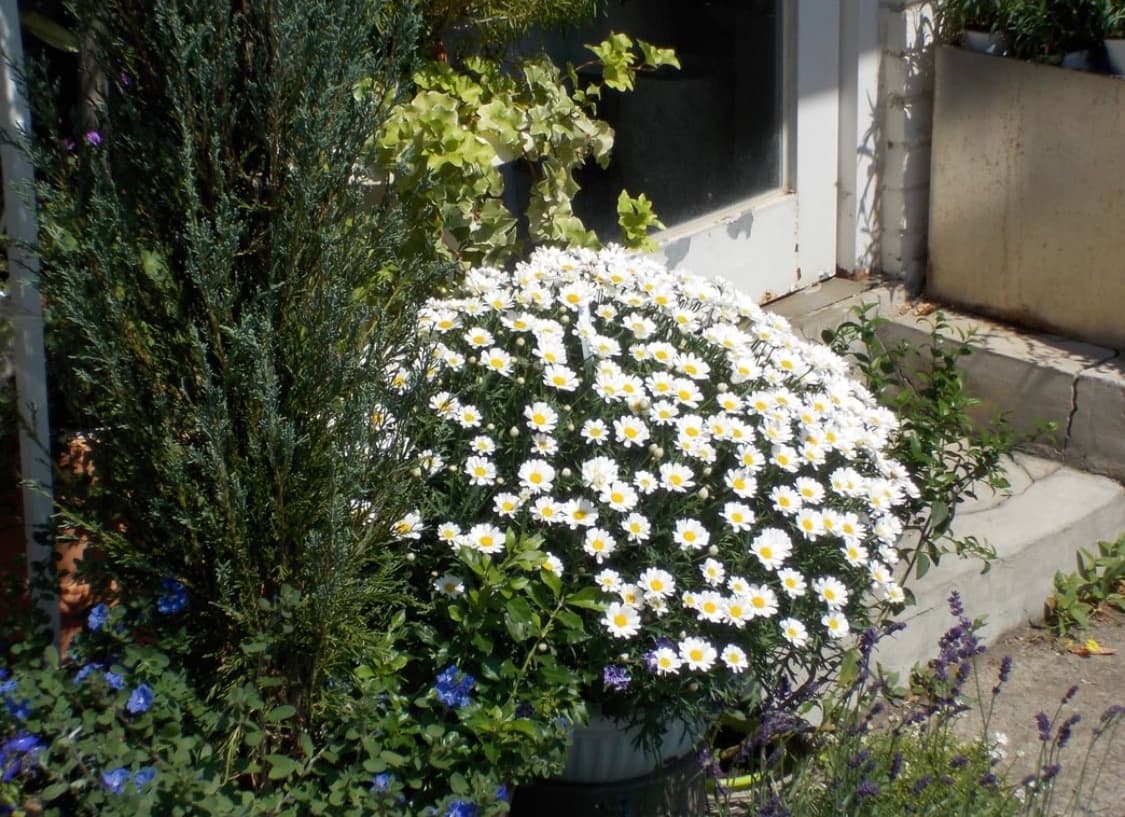 CANON IXUS70(ixy10) 상품이미지4