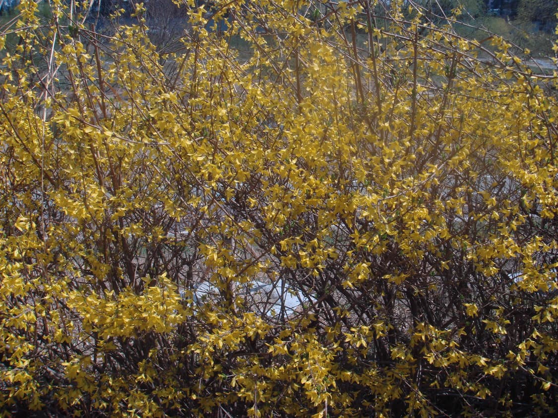 소니 사이버샷 DSC-T10 디지털 카메라 상품이미지4