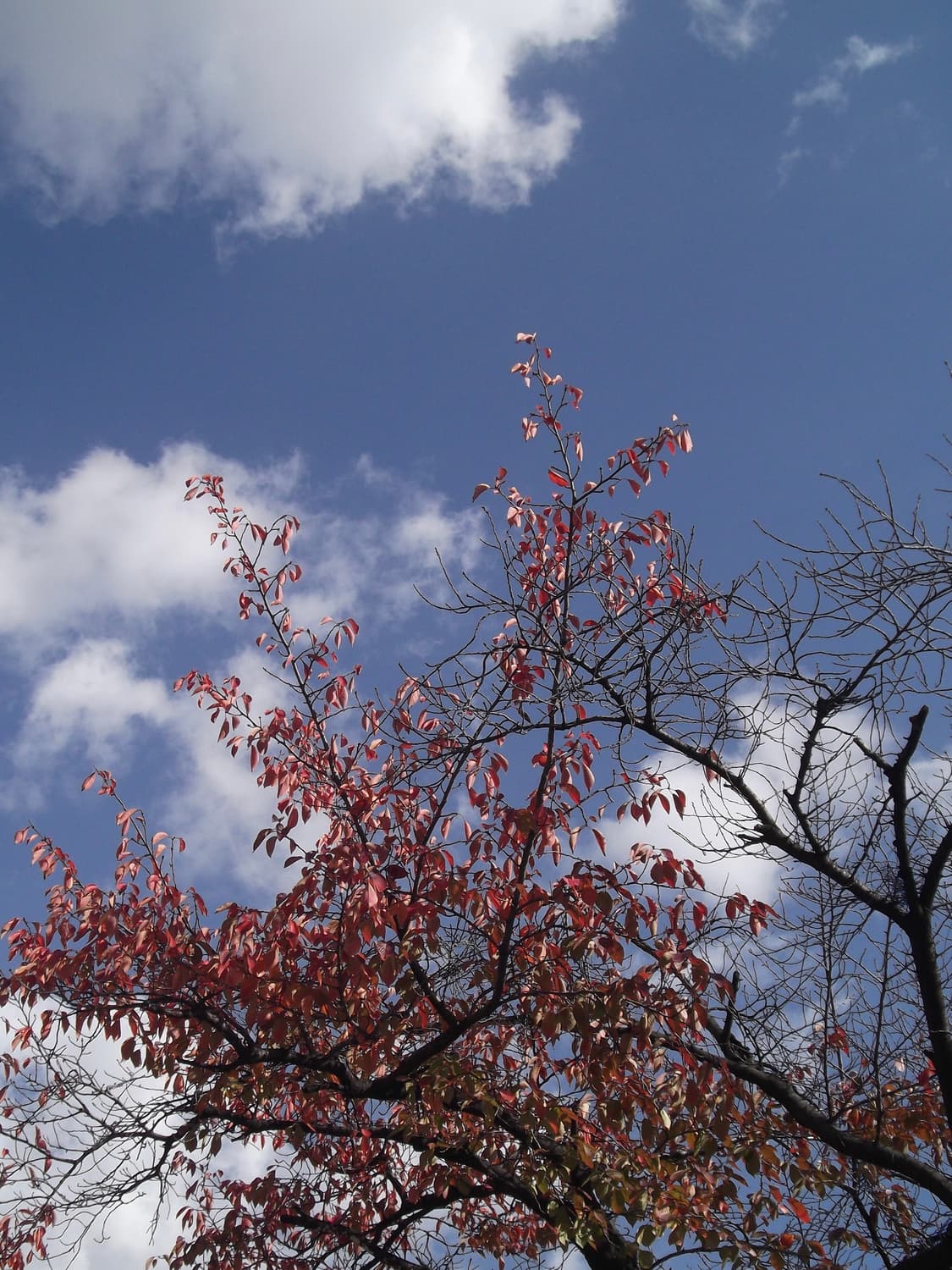 후지필름 파인픽스 jx280 핑크디카 상품이미지10