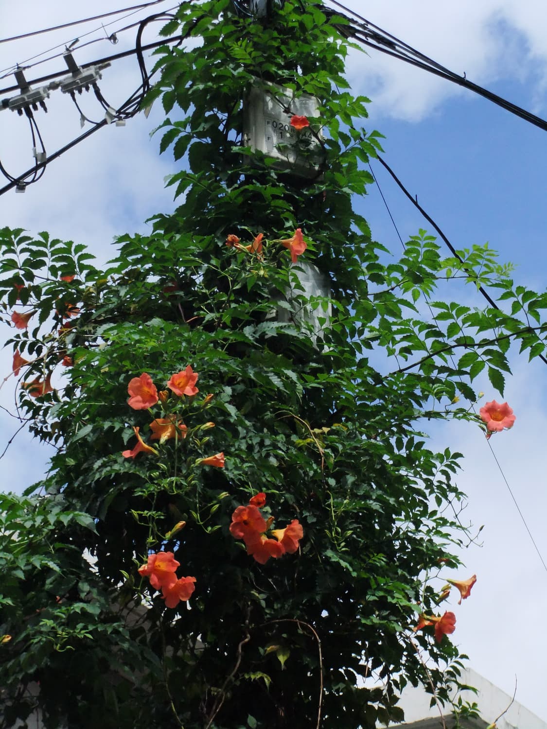 📸 후지필름 FinePix F80EXR 빈티지 디카 상품이미지7