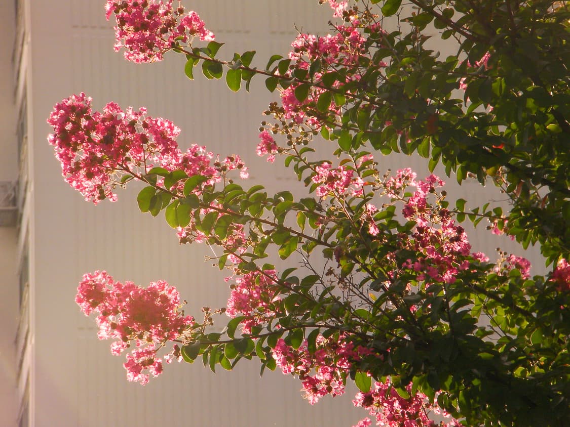 산요작티  cg9 상품이미지10