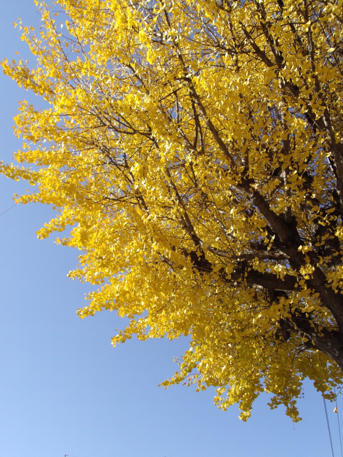 작례 미침 소니 dsc-s950 디카 상품이미지3