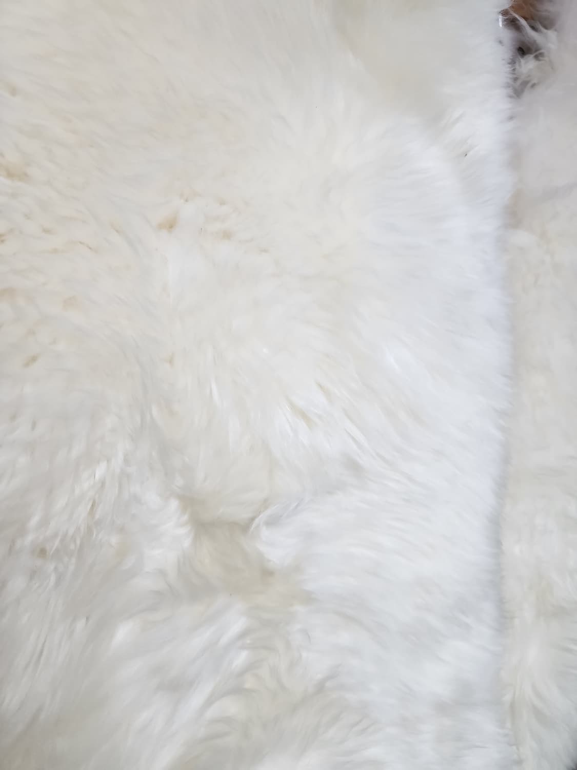 미울리스 골든 프리미엄 천연 울 양털 러그 XL 2개가격 상품이미지6