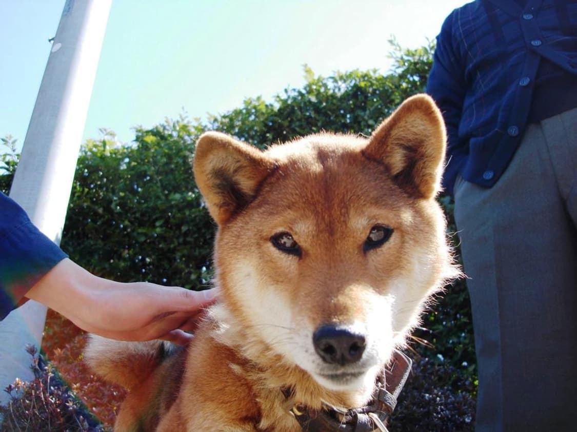 소니 사이버샷 Sony Cyber-shot DSC-N1 실버 상품이미지4