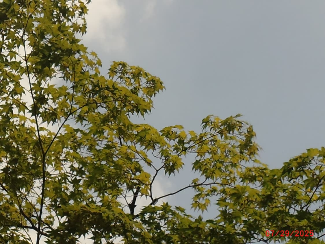 제너럴 일렉트로닉 GE DV1 캠코더디카 상품이미지10