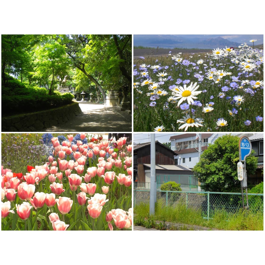 카시오 엑슬림 Z77 베이비블루 빈티지디카 상품이미지2