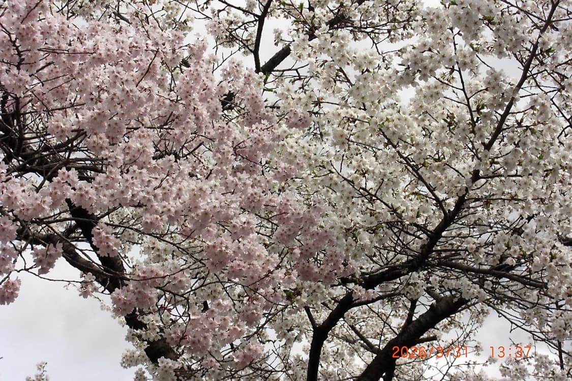 희귀) 카시오 엑슬림 Z1050 Casio Exilim 핑크 상품이미지9