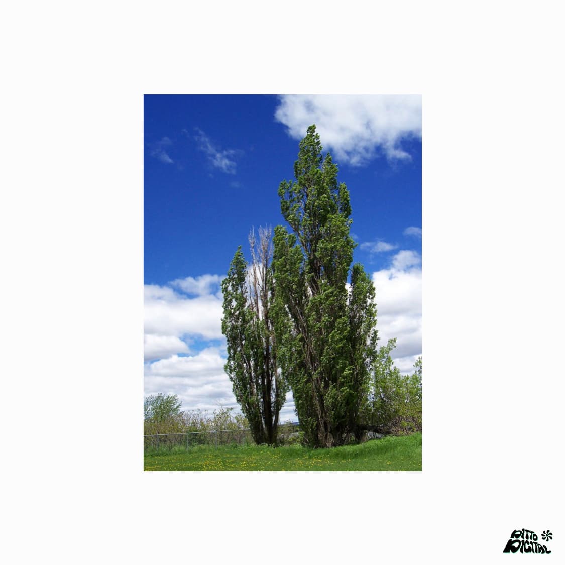 Kodak easyshare C703 디카 상품이미지8