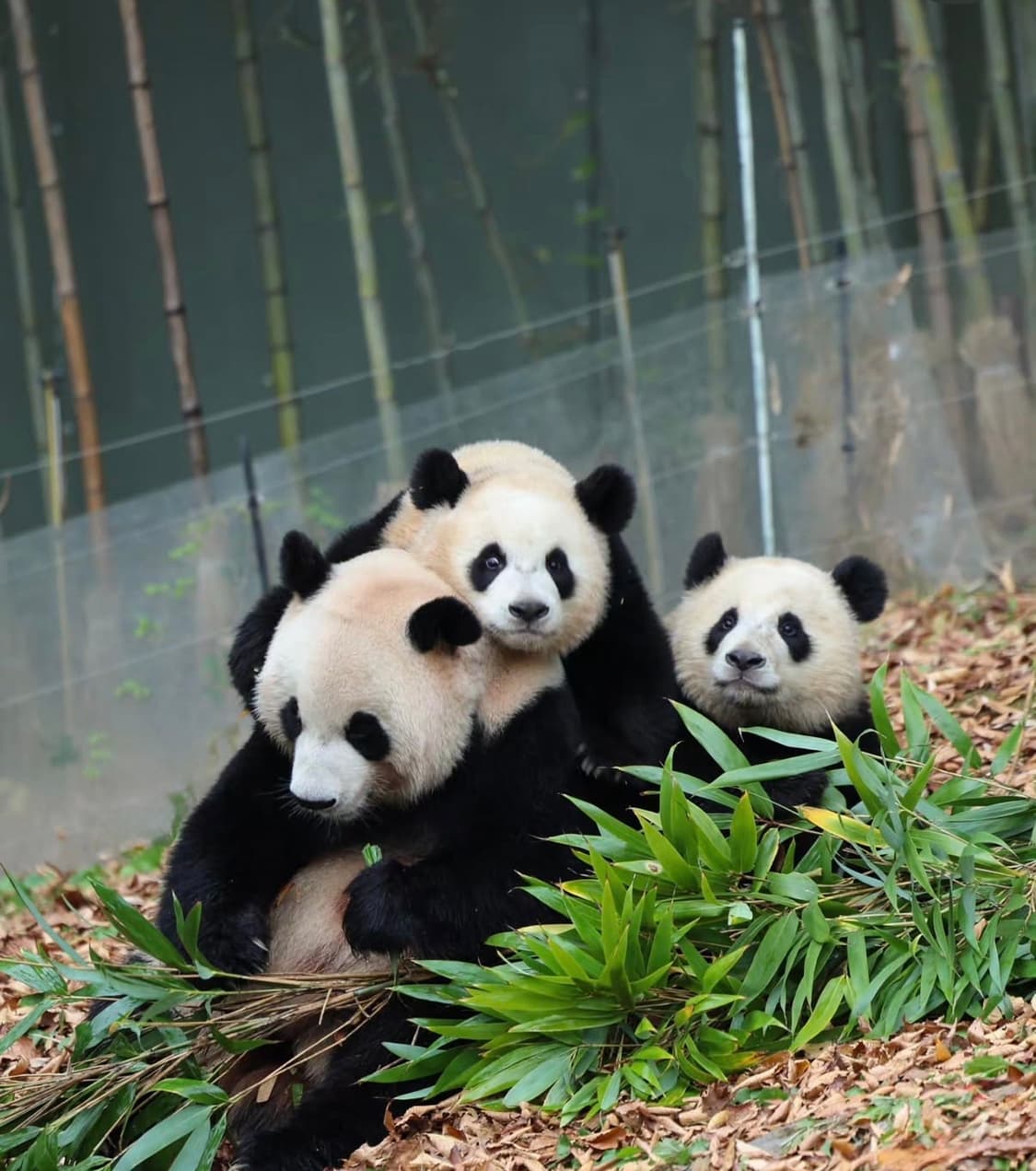 데님티어스 X 리바이스 501 팬츠 상품이미지1