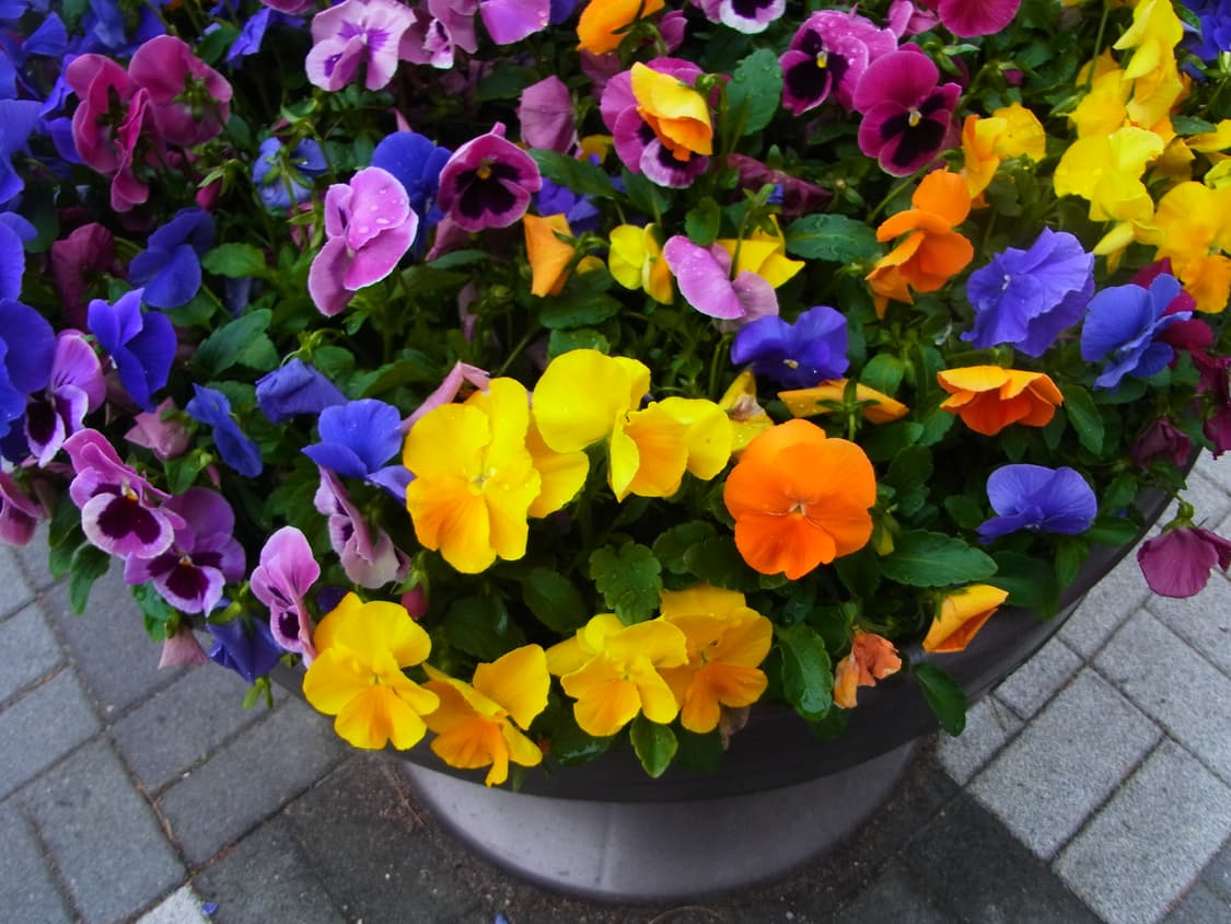 리코 cx6 ricoh cx6 상품이미지4