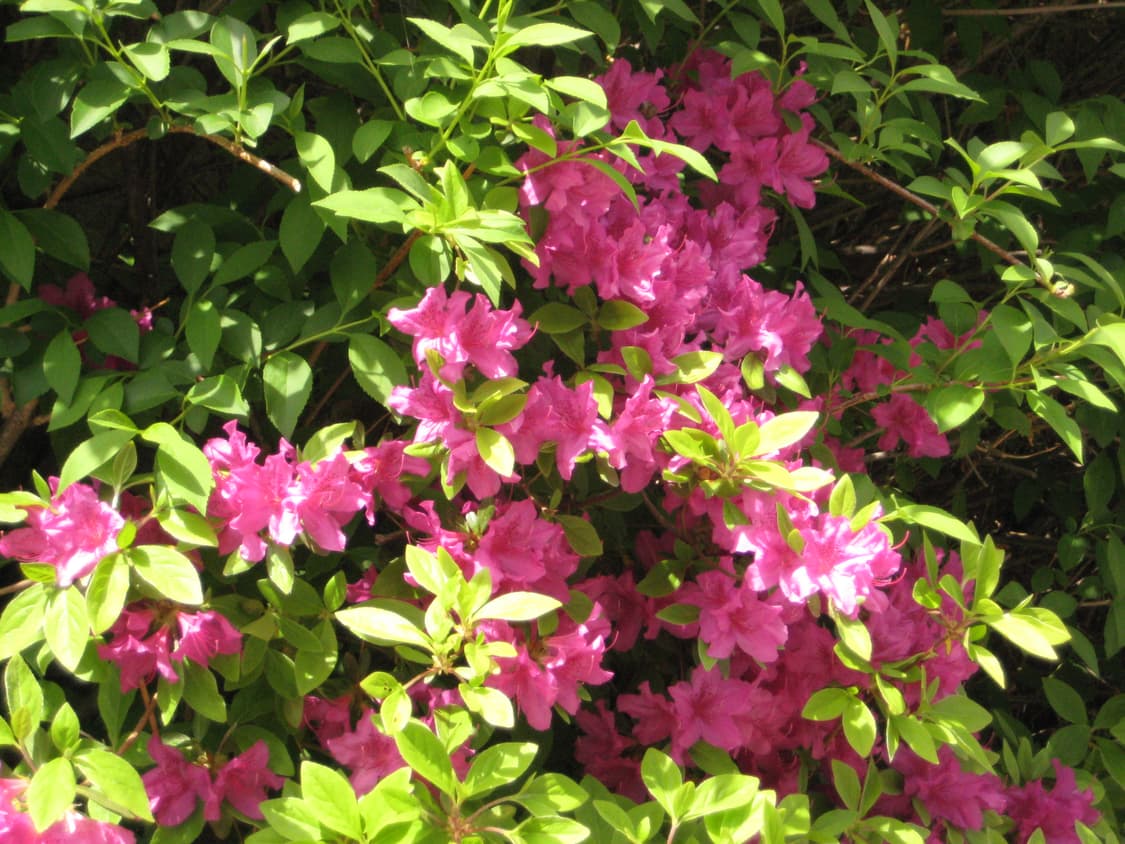 캐논 익서스 75 [작례⭕️] 상품이미지7