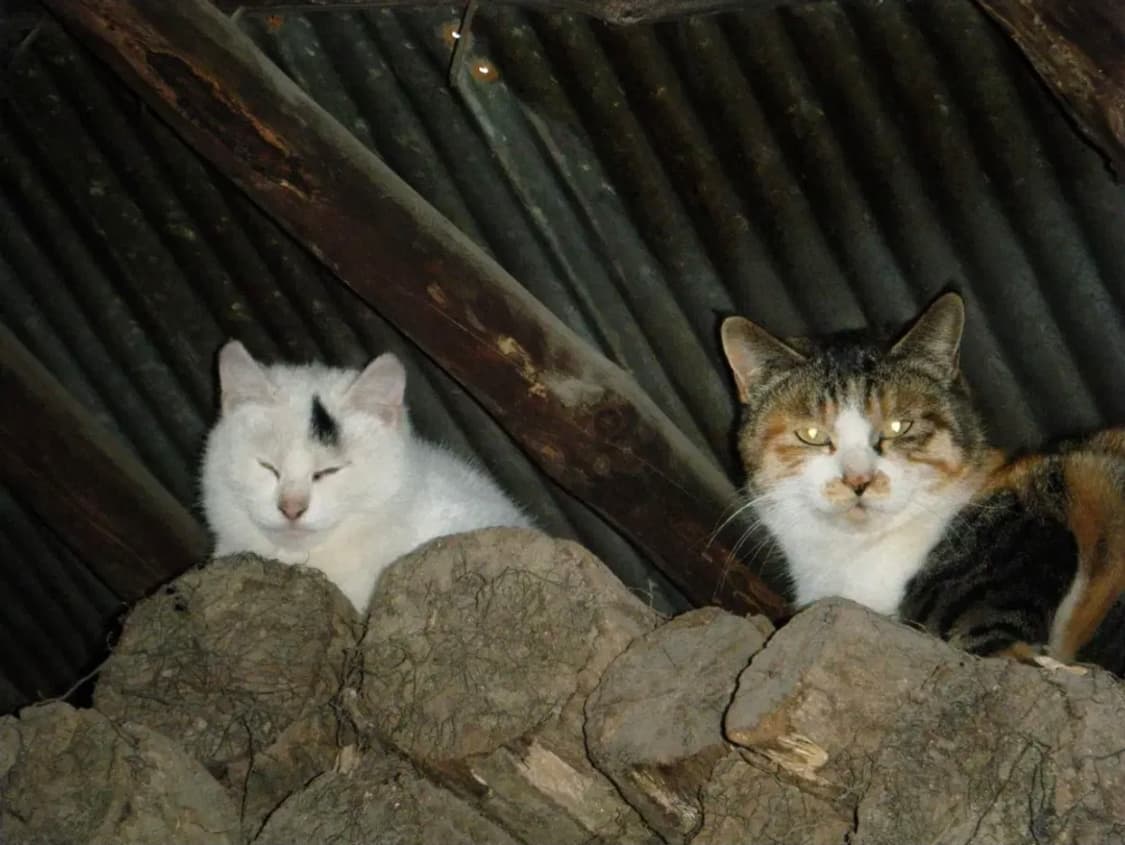 삼성 케녹스 #1  디지털 카메라 (( 작례 상품이미지6