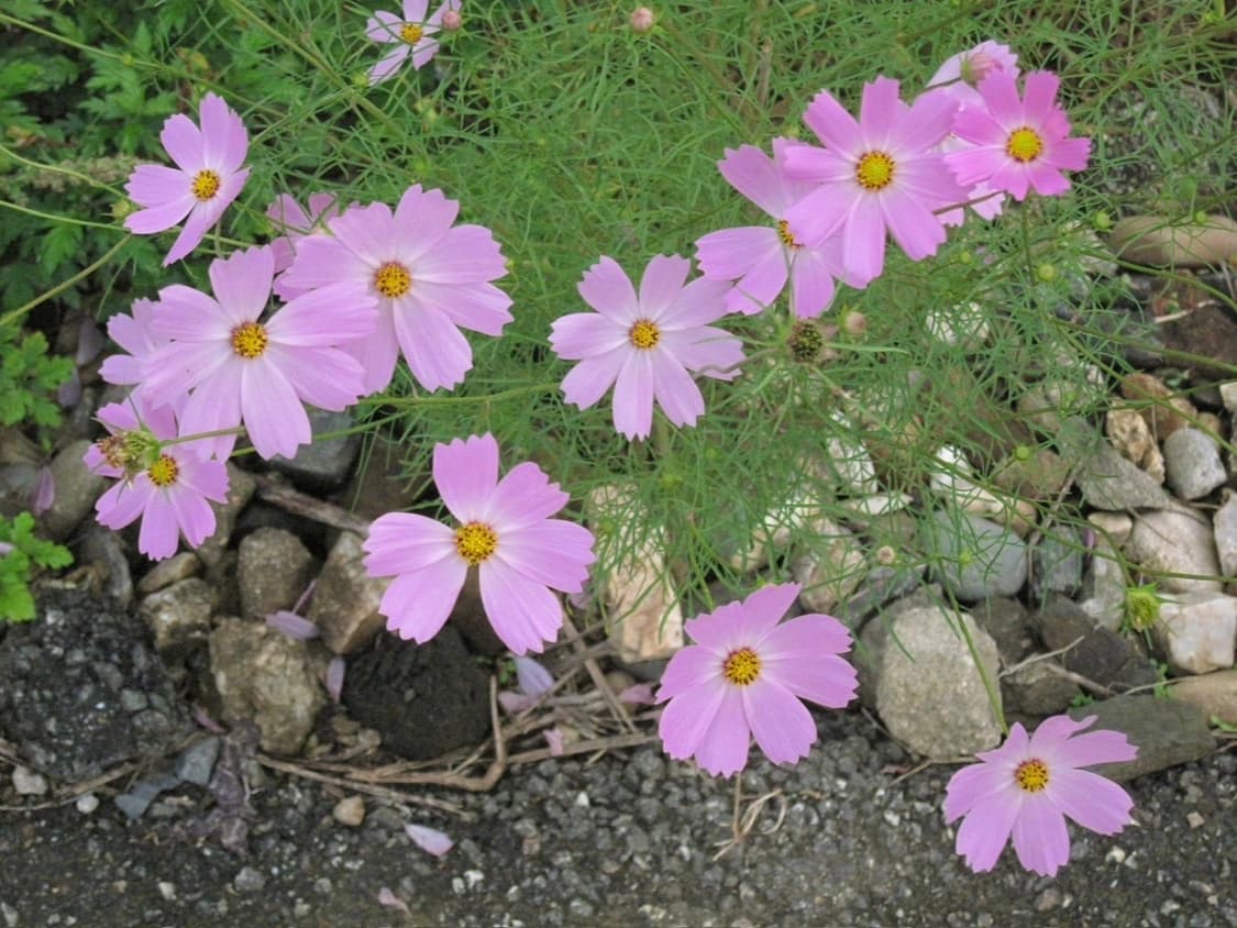 [한정품, 작례⭕️] 캐논 익서스 980 | 캐논 익시 3000 상품이미지8
