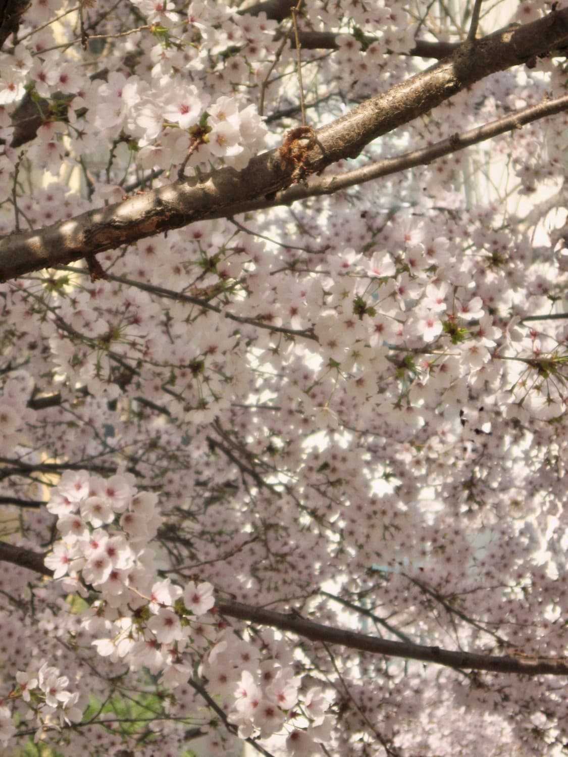 (작례O) 캐논 파워샷 A1100is 상품이미지7