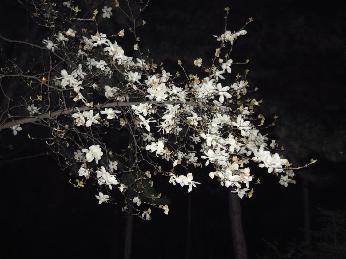 츄디카, 새상품급) 니콘 쿨픽스 s5100 상품이미지10