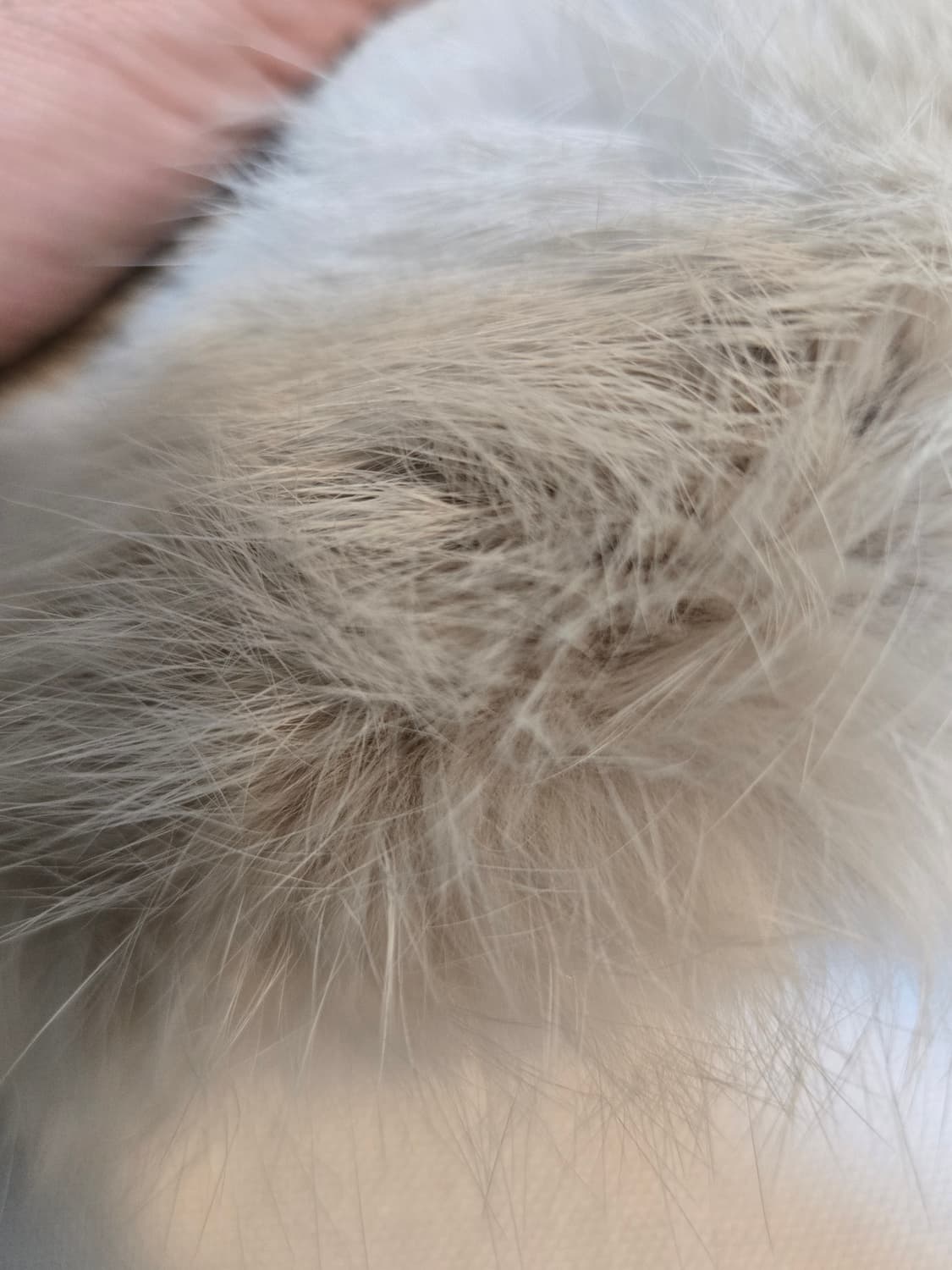 미사용급 Salvatore Ferragamo 라팽 퍼 머플러｜실크 안감｜ 상품이미지10